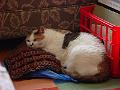 Pretty Kitty